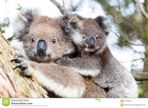 Australia Baby Koala Bear And Mom Sitting On A Tree Stock
