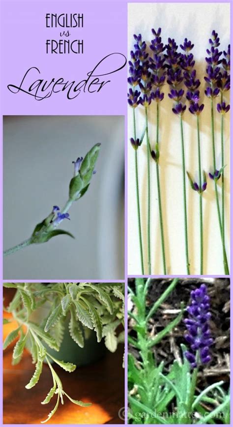 English Lavender Vs French Lavender Varieties And How To Grow