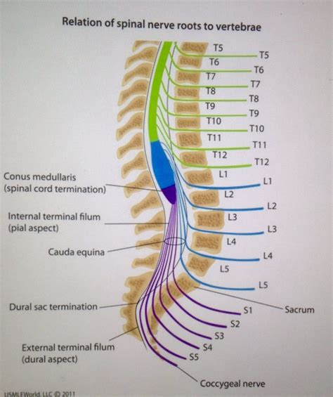 Lumbar Spine Nerve Roots Anatomy