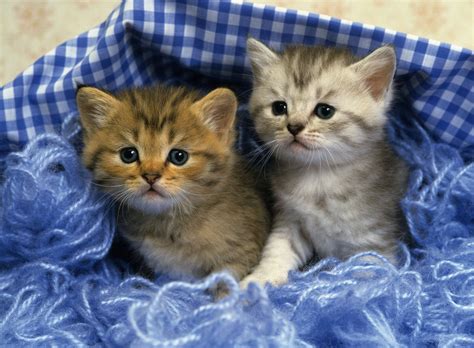 Cute Kittens Hd Wallpapers High Definition Free