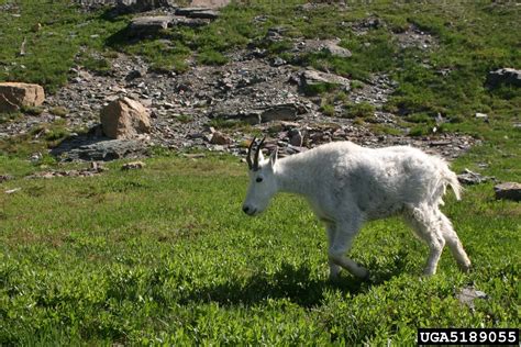 Mountain Goat Oreamnos Americanus