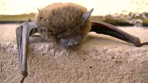 Small Angry Brown Bat Youtube