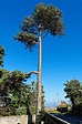 Tall tree,high,tree,tall,nature - free image from needpix.com