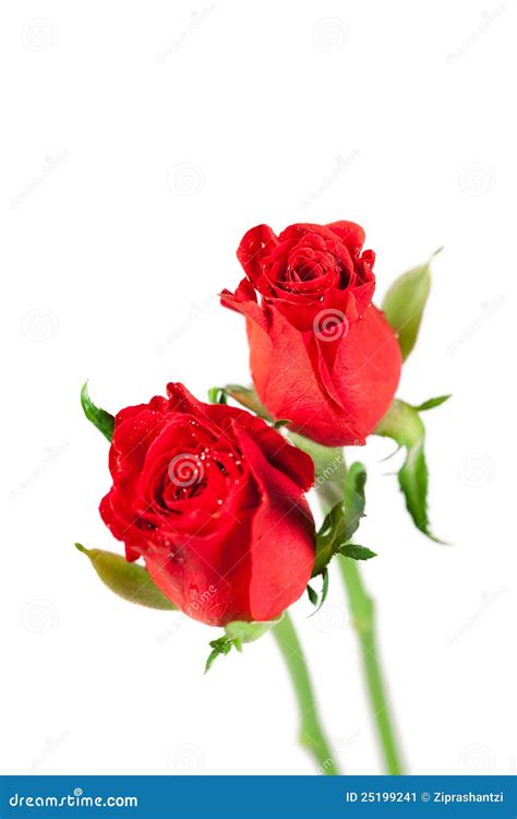 Two Red Roses Stock Image Image Of Delicate Flowers 25199241