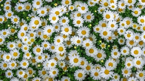 Chamomile Spring Marguerite Daisy Flowers Yellow White