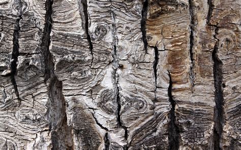 Download Wallpapers Old Tree Bark Texture Wood Bark Gray Wooden