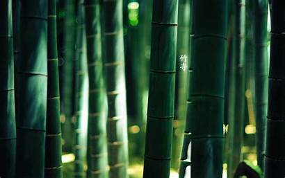 Bamboo 1920 1200