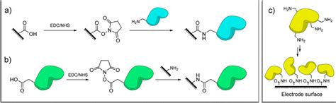 Amide Bond Formation Between Surfaces And Protein Residues Catalyzed