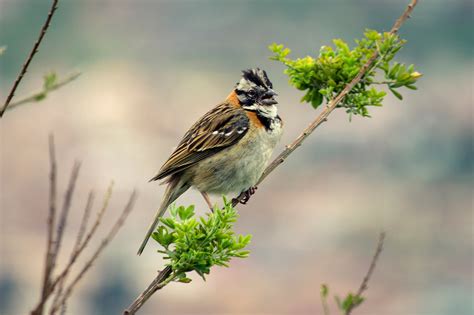 Fotos Gratis Naturaleza Rama Pájaro Flor Fauna Silvestre Pico