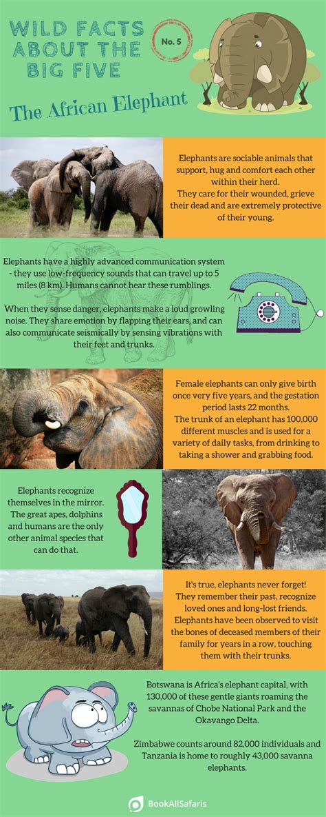 What Are 5 Interesting Facts About African Elephants