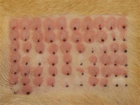 Allergy Testing For Dogs Cats And All Pets Adas