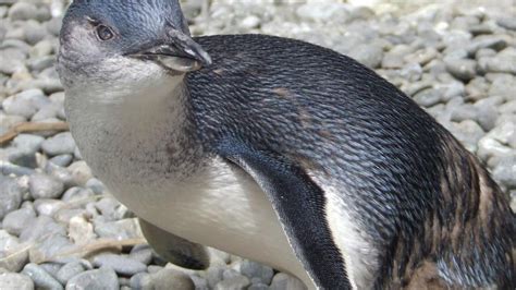 Little Blue Penguin Toto Marks Big Birthday Newshub