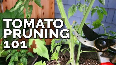 How To Prune Your Tomatoes For Maximum Yield Youtube