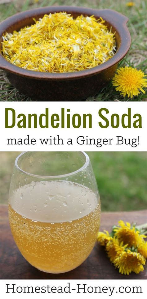Dandelion Soda Recipe Naturally Fermented With A Ginger Bug Recipe
