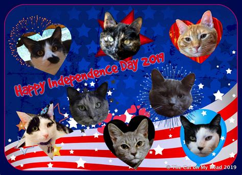 Kitties Blue Celebrate Independence Day 2019 The Cat On My Head