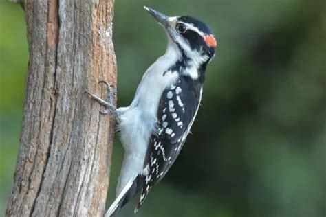 12 Species Of Woodpeckers In Texas Pictures Bird Feeder Hub