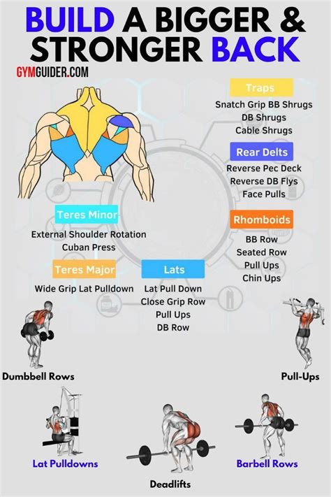 Back muscles names basic muscle anatomy chart. Top 10 The Best Muscle-Building Back Exercises | Back ...
