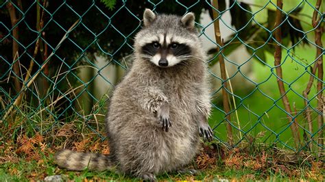 You might enjoy, however, becoming a rehabber. Wild Raccoon Moves Into German Zoo and Keepers Can't Evict ...