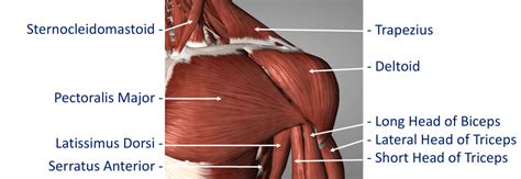Shoulder Muscles Diagram Posterior Black And White Muscular System