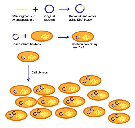 Cloning Biology For Non Majors I