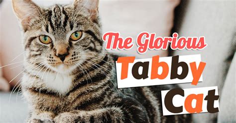 What Makes The Tabby Cat The Greatest Uk Pets