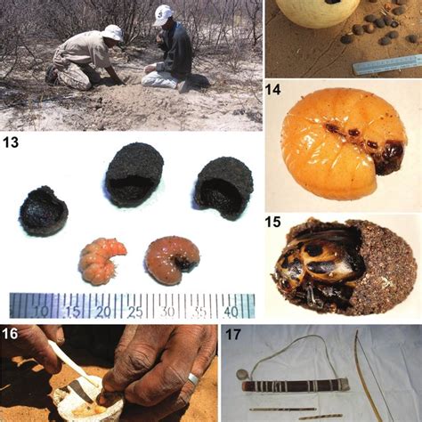 Arrow Poison Beetles Of The San People And Their Host Plants Photos