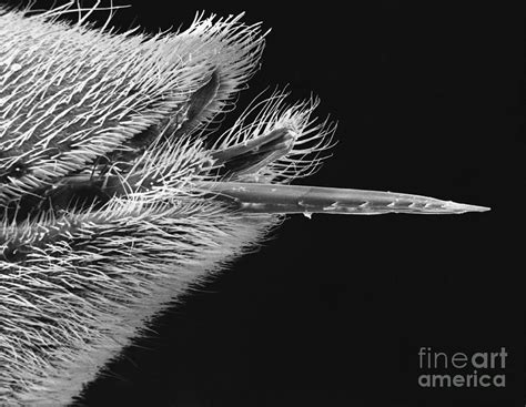 Honey Bee Stinger Photograph By David M Phillips