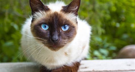 Siamese Cat Breed Facts Temperament And Care Info Bechewy