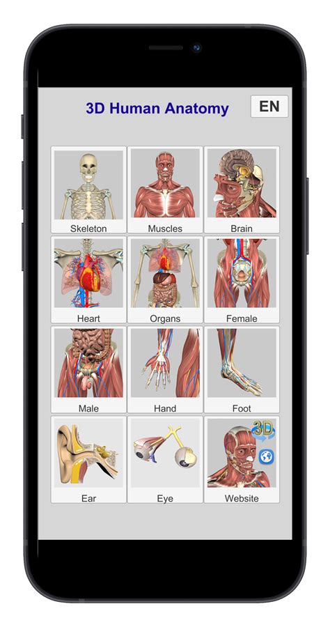 Human Anatomy Female Muscles Anterior Muscles Of The Body Labeled