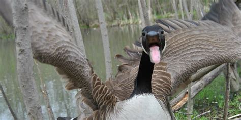 Canadian Geese Attacks Are Especially Common This Time Of Year And Heres