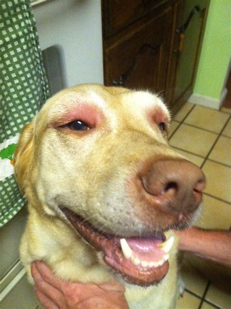 Swollen Eye Lids Please Help Puppy Forum And Dog Forums