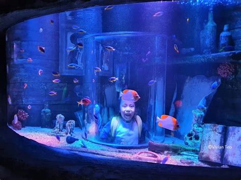 Is It Worth Taking The Kids To Sea Life At Legoland Malaysia