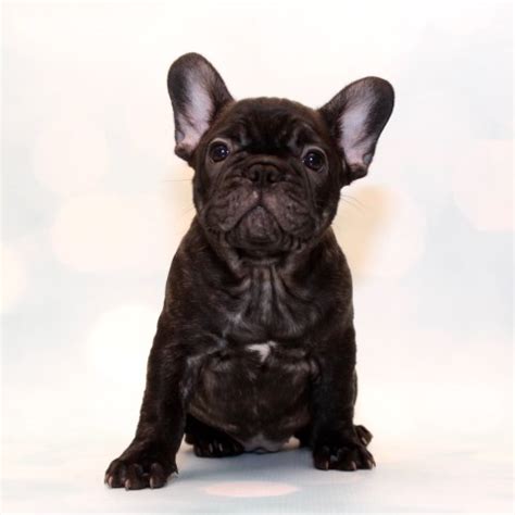 All sales are done online by phone, email and puppies will be hand delivered to you at a public access point or directly to your home! French Bulldog puppy dog for sale in Naples, Florida
