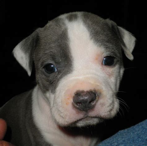 American Staffordshire Pit Bull Terrier Puppies Pethelpful