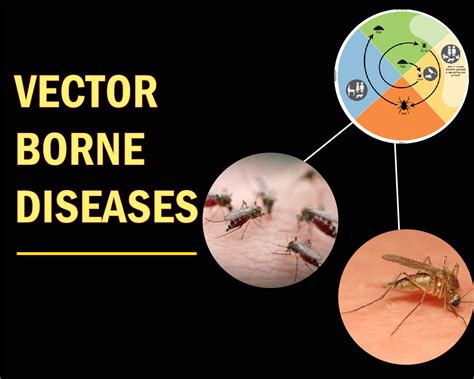 Vector Borne Disease In Malaysia Vector Borne Diseases Howrah