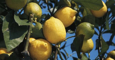 How To Grow And Care For A Meyer Lemon Tree