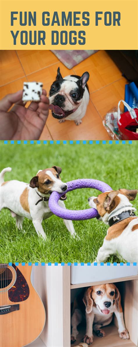 Pin By Clay For Your Pet On Easy Hacks For Every Pet Owner Indoor Fun