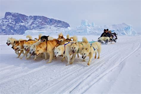 Great Explorers Greenland Sled Dogs Explorersweb