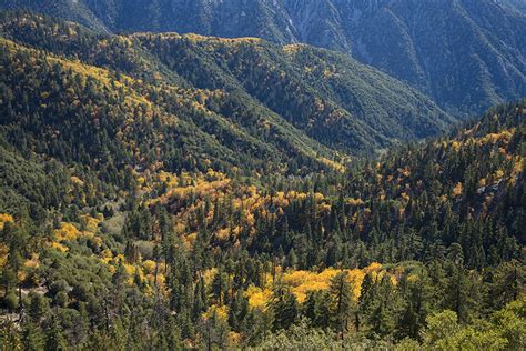 Forest Landscape At Glory Ridge Of San Bernardino Natl Forest Image
