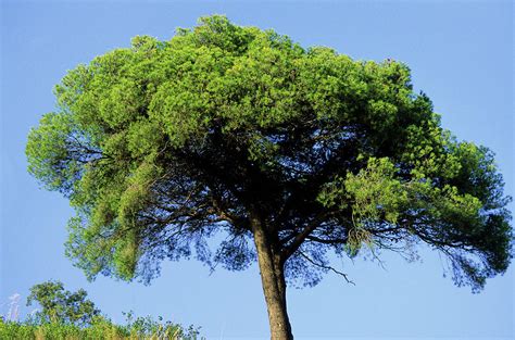 Aleppo Pine Tree Pinus Halepensis Photograph By Bruno Petriglia