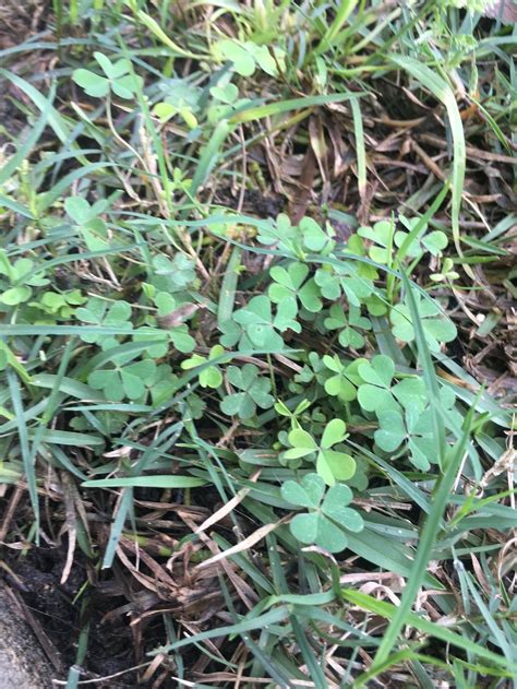 Plant Id Forum Weeds In Lawn Not Being Controlled By Weed