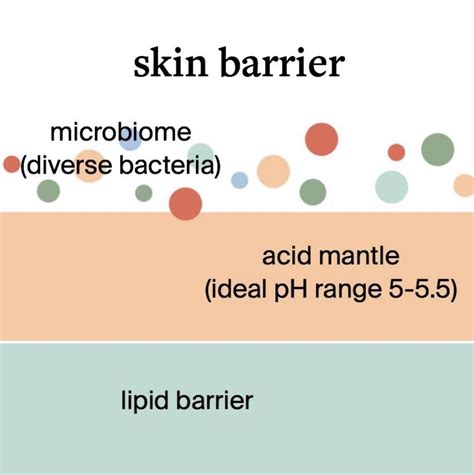 What Is The Microbiome Acid Mantle And Skin Barrier Cocokind