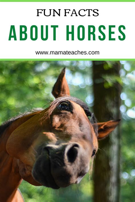 Facts About Horses Fun Animal Facts For Kids Mama Teaches In 2021