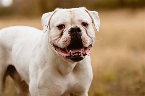 5 Bulldog Breeds For Families 2022