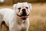 10 Different Bulldog Breeds to Consider