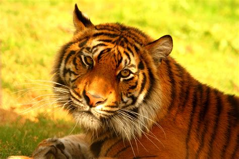 Help Save The Sumatran Tiger Globalgiving