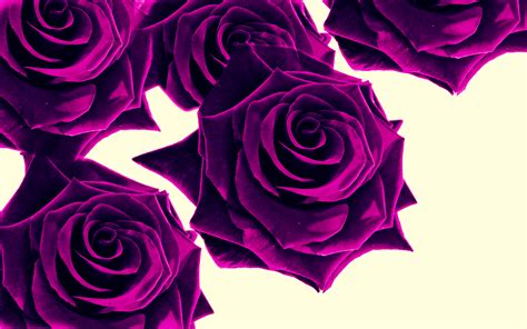 Download Wallpaper Roses Purple By Jdean Purple Roses Background