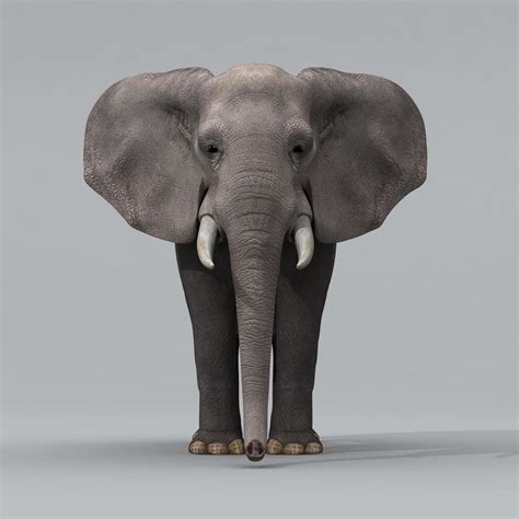 3d Model African Elephant