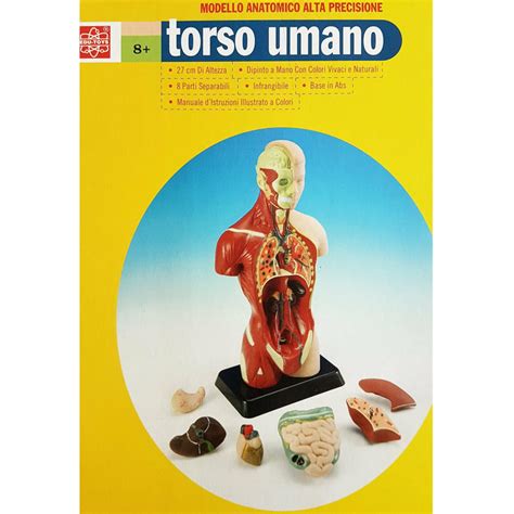 Human Torso Anatomically Accurate Model Kit 50 Cm Height W 11 Disse