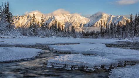 Wheaton Yukon Bing Wallpaper Download